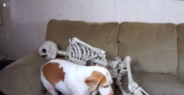 自制狗狗大骨棒，让宠物健康成长（以狗狗猪棒骨为原材料的DIY食谱，为爱宠定制饮食）