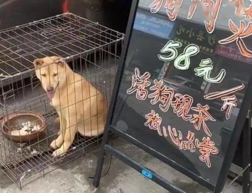 宠物笼选材与布局，细节决定爱宠幸福！