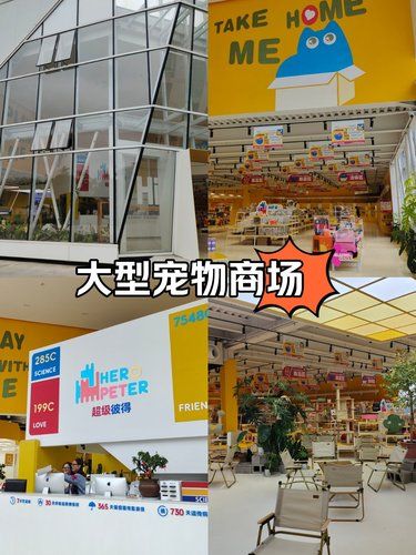 撸猫猫的快乐