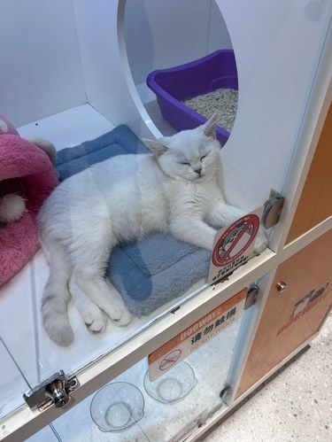 猫咪小狗～宠物天地｜万象城狗道宠物