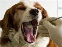 北京昌平猫猫狗狗家庭寄养服务单独散养宠物猫狗假期寄养宠物