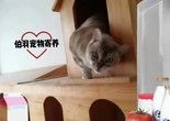 北京寒假期间宠物寄养 口碑好 专业靠谱
