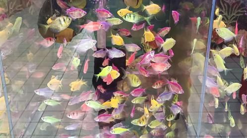 超市里的水族馆，各种各样的观赏鱼，小朋友很喜欢