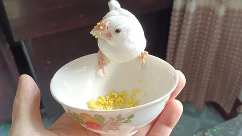 养了45天的文鸟成精了，就像掌中回旋镖一样，可吸可盘飞