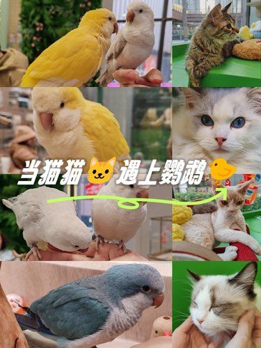 当猫猫遇上鹦鹉