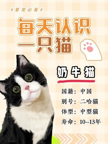 猫中“二哈”——奶牛猫，你真的懂吗？