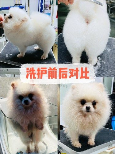 博美大翻新 洗澡+剪毛199免费接送3公里内
