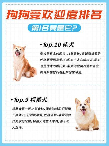 狗狗欢迎度大揭秘！新手必看