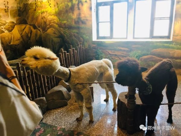 打造室内萌宠乐园，让宠物与主人共享快乐时光