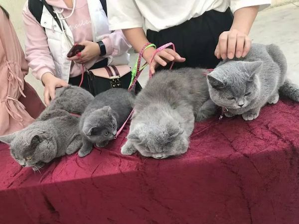猫社团萌宠乐园，与喵星人共度美好时光