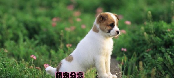 狗狗的健康之道（宠物狗的饮食搭配及蔬菜推荐）