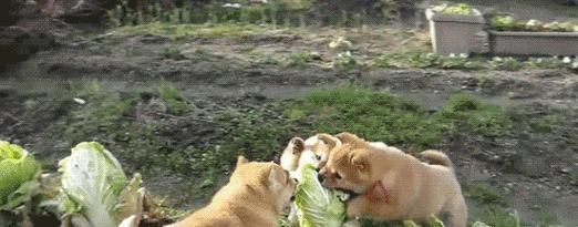 狗狗的健康之道（宠物狗的饮食搭配及蔬菜推荐）
