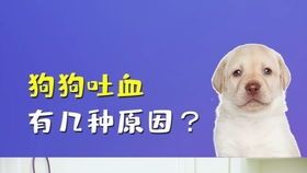 科学喂养，健康相伴，养宠秘籍！