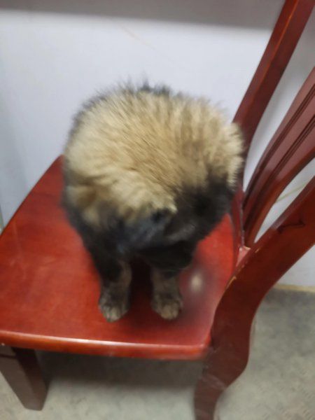高加索犬怎么喂养