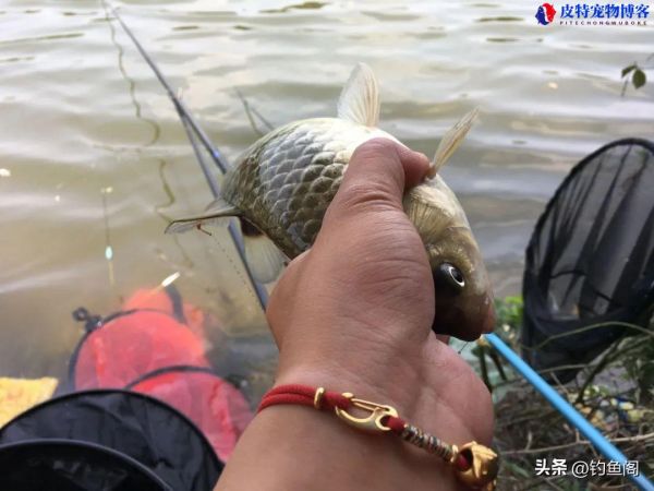 怎么钓鱼方法与技巧野钓钓鱼起杆时机，钓鱼的饵料怎么调配才不会散?