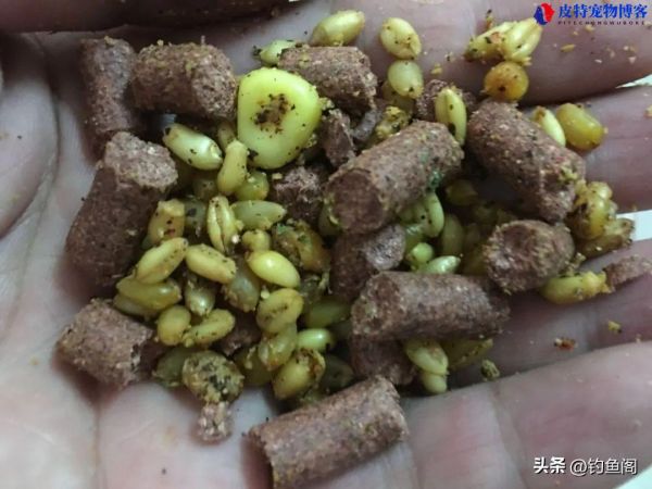 怎么钓鱼方法与技巧野钓钓鱼起杆时机，钓鱼的饵料怎么调配才不会散?