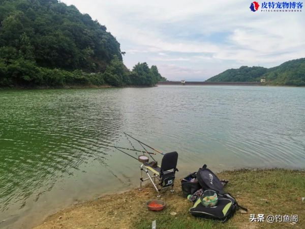 怎么钓鱼方法与技巧野钓钓鱼起杆时机，钓鱼的饵料怎么调配才不会散?