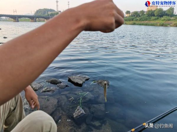 怎么钓鱼方法与技巧野钓钓鱼起杆时机，钓鱼的饵料怎么调配才不会散?