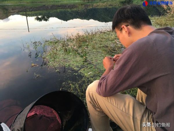 怎么钓鱼方法与技巧野钓钓鱼起杆时机，钓鱼的饵料怎么调配才不会散?