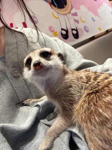在长寿路撸到了小狐獴！！