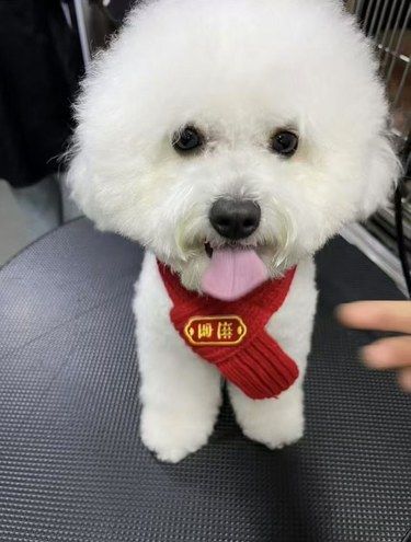 寄养了几天，[流泪][流泪]我家的爱宠竟然这样了……
