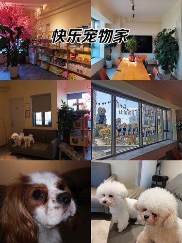 快乐宠物家，心灵按摩室