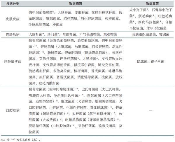 从犬猫常见致病菌角度浅析宠物日化产品现状
