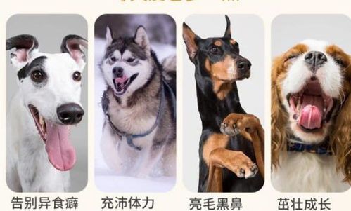 “宠物营养秘籍:轻松给狗狗补微量元素”