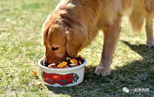 一岁金毛喂食指南：科学营养，易消化食谱！