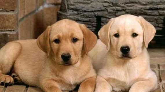 如何给宠物犬提供易消化的食物（一份详细的饮食指南）