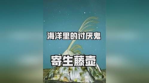海洋里的恶魔，连鲸鱼都被他折磨的生不如死。藤壶到底有多讨厌！