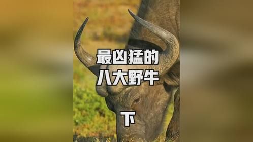 西班牙斗牛都进不了前三？盘点世界上最凶猛的八大野牛！
