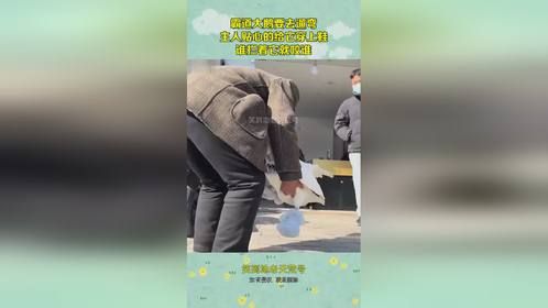 霸道大鹅要去遛弯，主人贴心的给它穿上鞋，谁拦着它就咬谁！