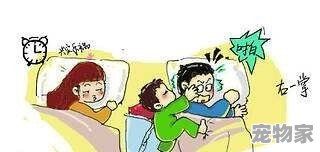抱着猪睡觉是什么样的体验