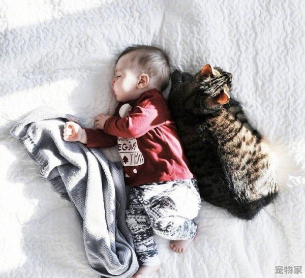 抱着猪睡觉是什么样的体验