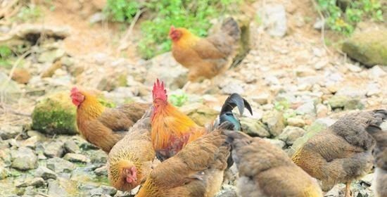 公母荷兰猪除了分笼还能怎么办_如何照顾荷兰猪妈妈和宝宝