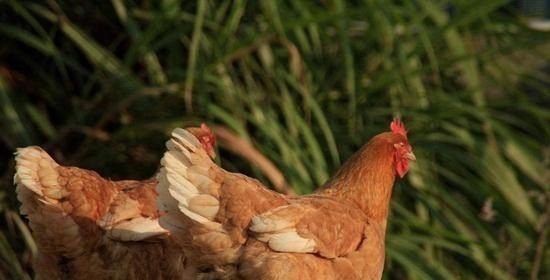公母荷兰猪除了分笼还能怎么办_如何照顾荷兰猪妈妈和宝宝