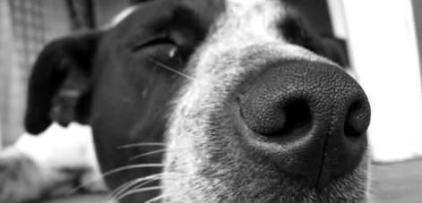 狗狗鼻炎了，宠物护理小贴士！