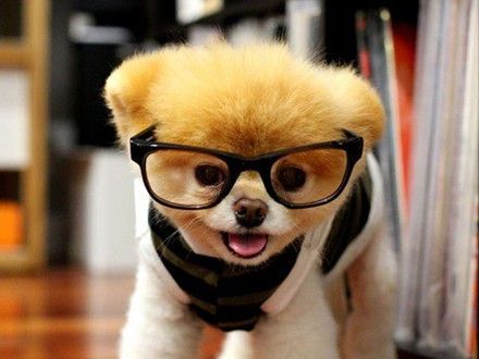 大头狗狗Boo