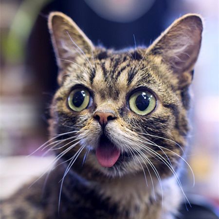 Lil bub
