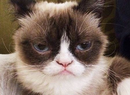 Grumpy Cat 不爽猫
