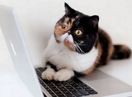 Pudge the cat帕吉