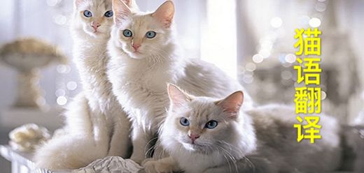 猫语翻译软件