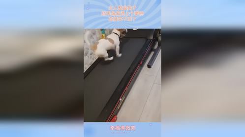 主人整蛊狗子，结果偏偏遇上个犟种，直接笑不活了！