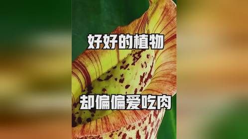 好好的植物却偏偏爱吃肉，第一个还吃哺乳动物！