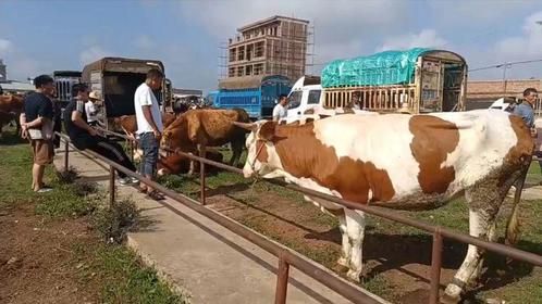 农村市场上十多岁西杂老母牛，过秤给价二十三一公斤，要价二十五