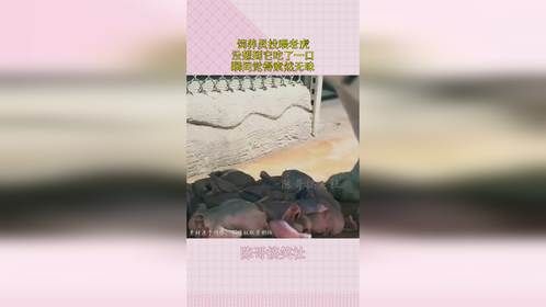 饲养员投喂老虎，没想到它吃了一口，瞬间觉得索然无味