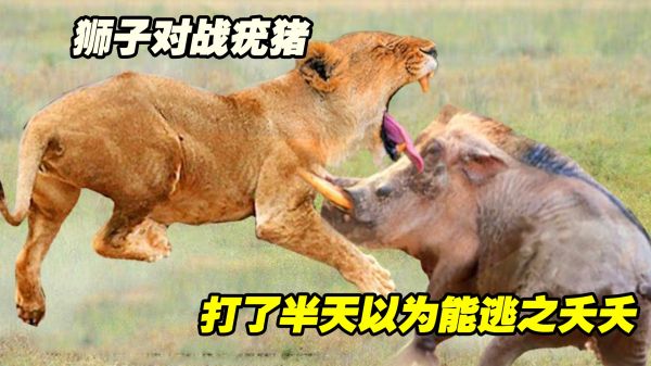 狮子对战疣猪：打了半天以为能逃之夭夭！结果被狮子按在地上？