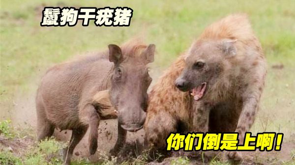 鬣狗干疣猪：你们倒是上啊！干叫唤不动地方？