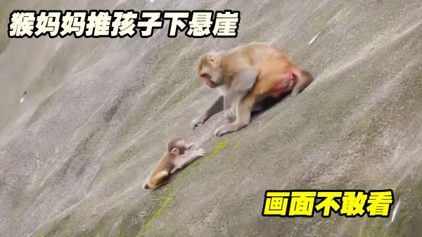猴子妈妈直接推孩子下悬崖，接下来的画面不敢看，镜头记录全过程